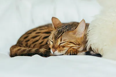 Feline Tritrichomonas mewn Cathod: Achos Tawel o Diarrhea Cronig